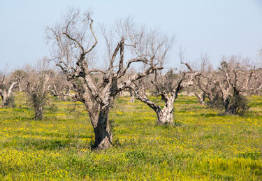 xylella