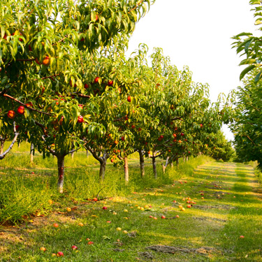 Prunus Import Health Standard Review
Update-